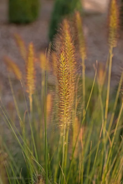 Pennisetum fiore al tramonto, Pennisetum alopecuroides — Foto Stock