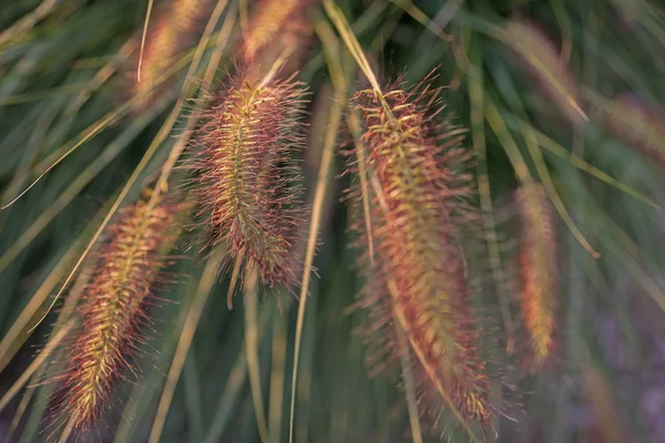 Pennisetum flower in set, Pennisetum alopecuroides — стоковое фото