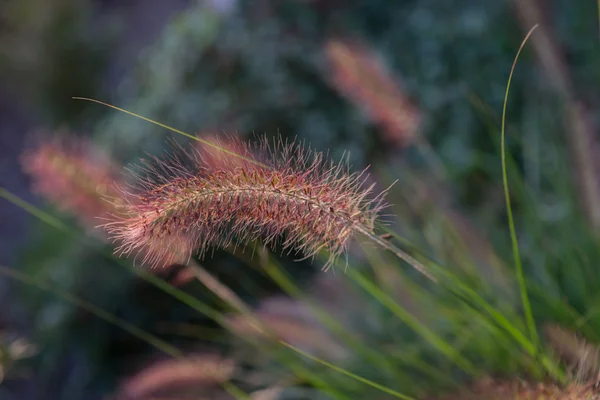 Pennisetum Blume im Sonnenuntergang, pennisetum alopecuroides — Stockfoto