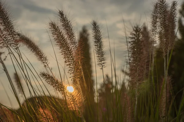 Pennisetum fiore al tramonto, Pennisetum alopecuroides — Foto Stock