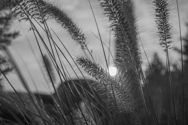 Pennisetum fiore al tramonto, Pennisetum alopecuroides — Foto Stock