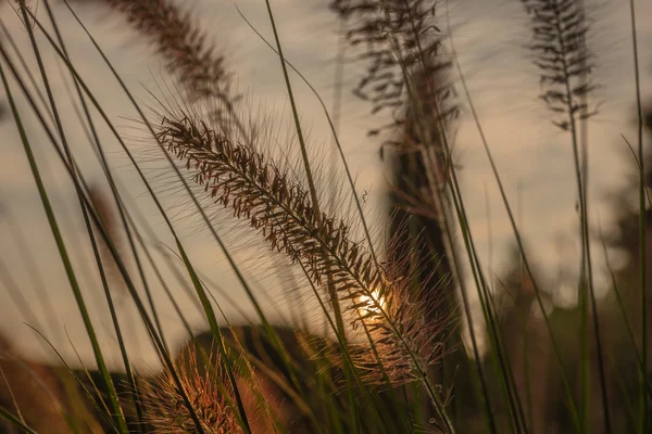 Pennisetum fiore al tramonto, Pennisetum alopecuroides — Foto Stock