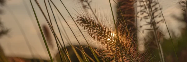 Pennisetum fiore al tramonto, Pennisetum alopecuroides — Foto Stock