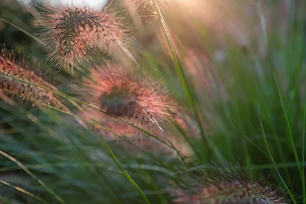 Pennisetum fleur au coucher du soleil, Pennisetum alopecuroides — Photo
