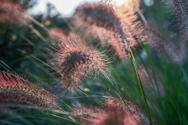 Pennisetum bloem in zonsondergang, Pennisetum alopecuroides — Stockfoto