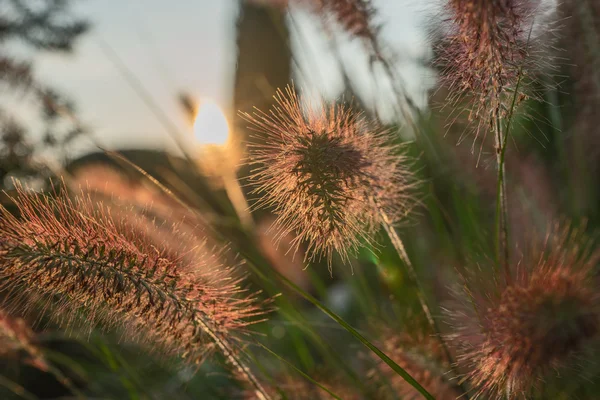 Pennisetum flower in sunset, Pennisetum alopecuroides — Stock Photo, Image