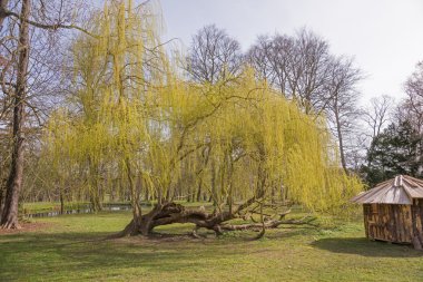 parkta ağlayan söğüt ağacı