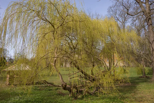 Weeping willow tree in the park — Stock Photo, Image