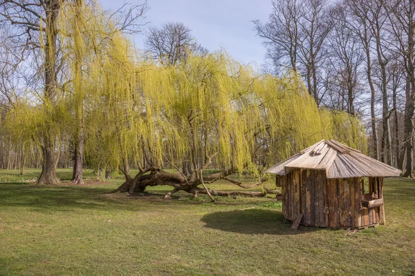 Плаче верба в парку — стокове фото