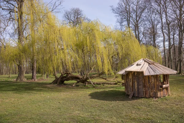 Плаче верба в парку — стокове фото