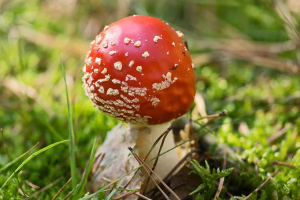 Fly Agaric Fungi, Amanita muscaria — Stockfoto