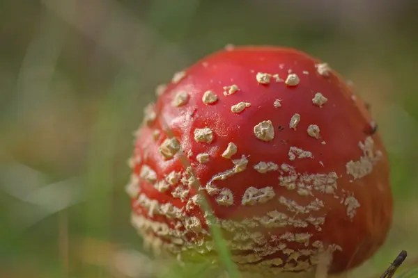 Fly Agaric funghi, Amanita muscaria — Foto Stock