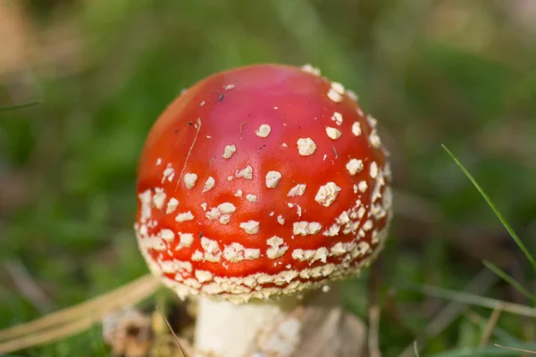 Fly Agaric funghi, Amanita muscaria — Foto Stock