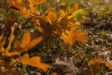 Görünümü kadar yakın yere düşen yapraklarla kaplı