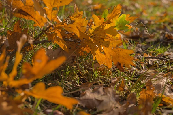 Vista de cerca en el suelo cubierto con hojas que caen —  Fotos de Stock