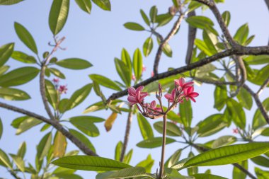 Plumeria Rubra Linn, Frangipani