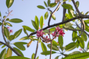 Plumeria Rubra Linn, Frangipani