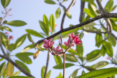 Plumeria Rubra Linn, Frangipani