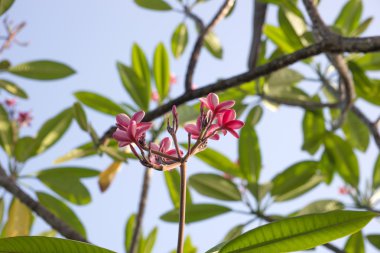 Plumeria Rubra Linn, Frangipani