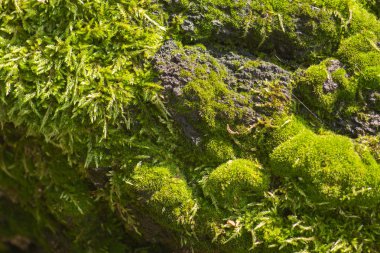 Ağaç orman yosun ile