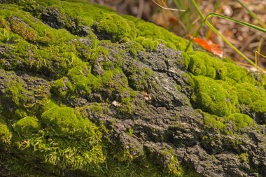 Ağaç orman yosun ile