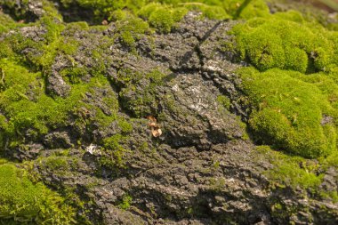 Ağaç orman yosun ile