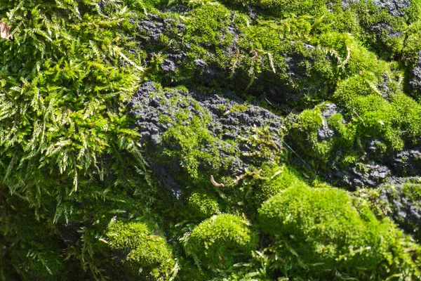 Árbol con musgo en el bosque —  Fotos de Stock