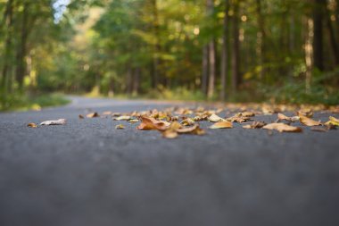 Sonbahar zaman sırasında bir asfalt yol