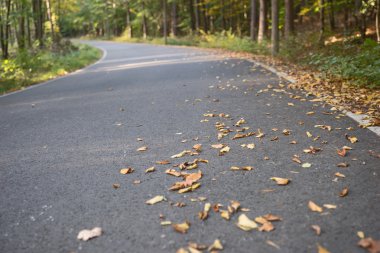 Sonbahar zaman sırasında bir asfalt yol
