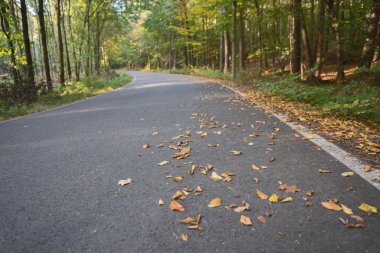Sonbahar zaman sırasında bir asfalt yol