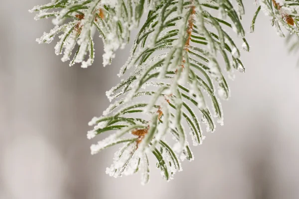 雪被盖的冷杉树枝特写镜头 — 图库照片