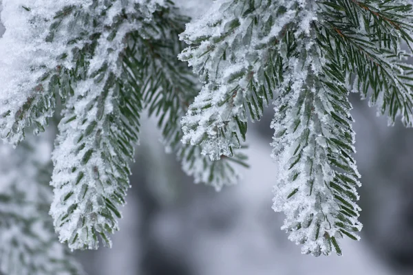 雪被盖的冷杉树枝特写镜头 — 图库照片