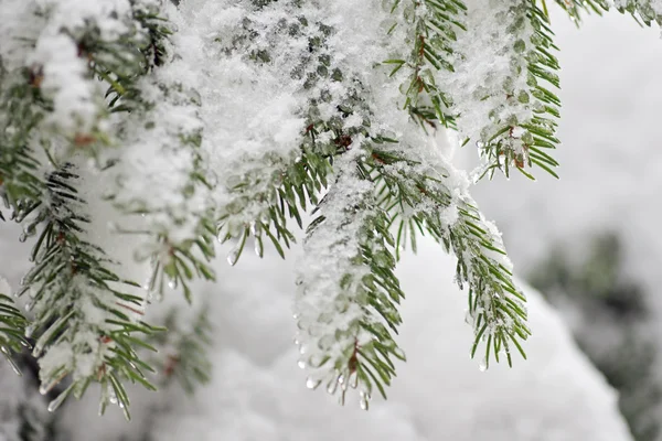 雪被盖的冷杉树枝特写镜头 — 图库照片