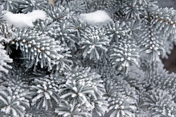 雪被盖的冷杉树枝特写镜头 — 图库照片