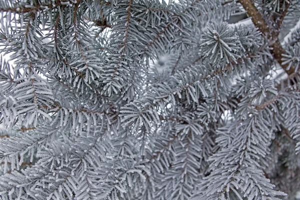 Closeup χιόνι καλύπτονται fir κλαδί δέντρου — Φωτογραφία Αρχείου