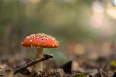 Ormanın içinde sinek Agaric mantarlar