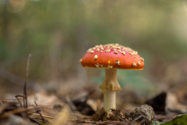 Ormanın içinde sinek Agaric mantarlar
