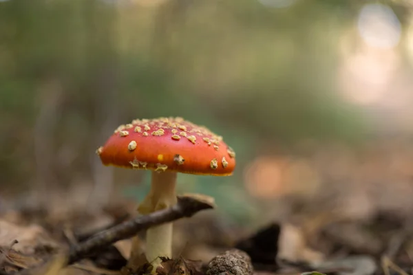 Flyga person svampar i skogen — Stockfoto