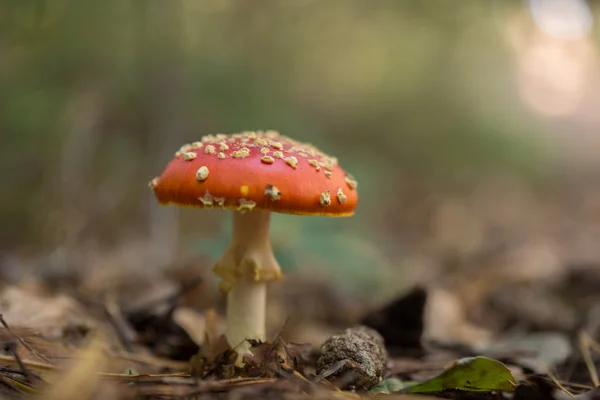 Flyga person svampar i skogen — Stockfoto