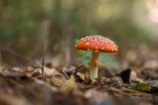 Flyga person svampar i skogen — Stockfoto