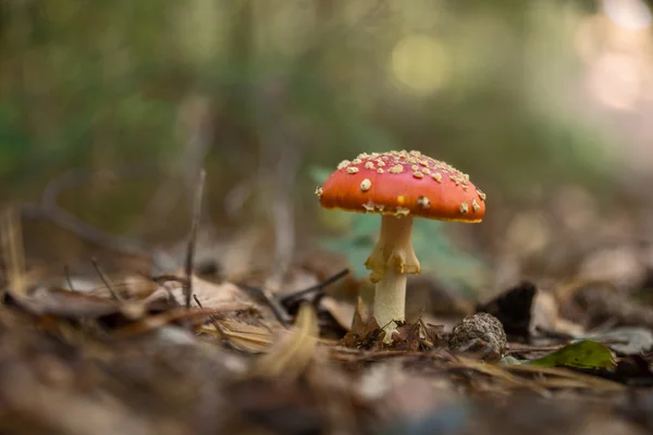 Flyga person svampar i skogen — Stockfoto