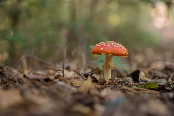 Flyga person svampar i skogen — Stockfoto