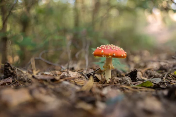 Mouche Champignons agariques dans la forêt — Photo