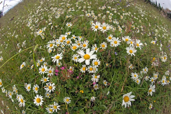 Grünes Gras und Kamille in der Natur — Stockfoto