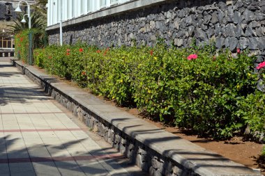 Yeşil çit ile kırmızı hibiscus çiçek