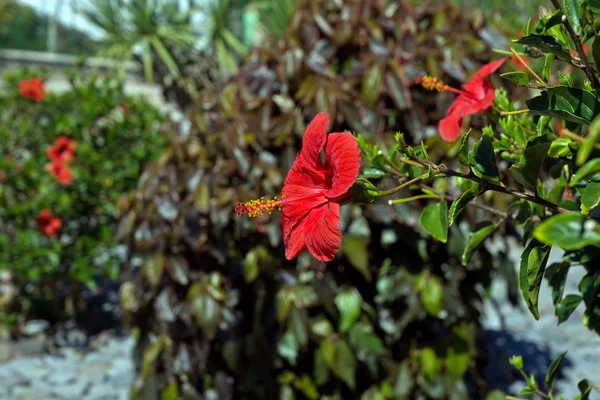 Зеленая изгородь с красными цветами гибискуса — стоковое фото