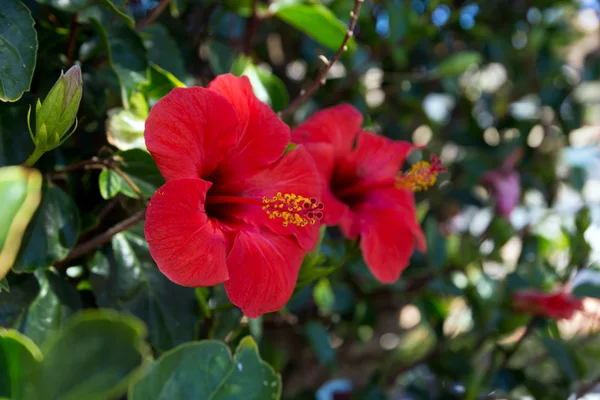 Sebe verde com flores de hibisco vermelho — Fotografia de Stock