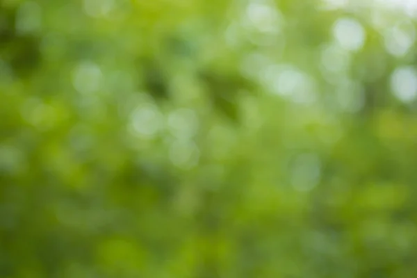 Grüner verschwommener Hintergrund und Sonnenlicht — Stockfoto