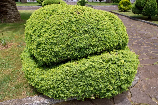 Cut circle bushes — Stock Photo, Image