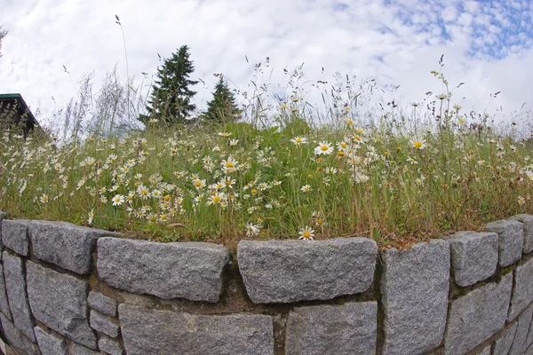 Grünes Gras und Kamille über der Mauer — Stockfoto